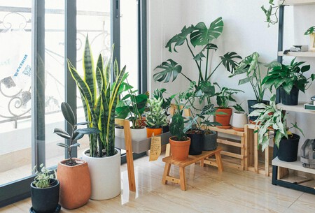Si tus plantas de interior no crecen, estos 3 consejos pueden salvarlas
