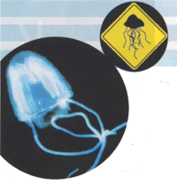 Australia: Medusas asesinas