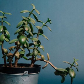 Pellizcar los brotes del árbol de jade ayuda a controlar su tamaño y conseguir una planta más frondosa