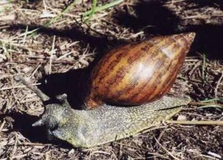 Un caracol gigante africano amenaza la biodiversidad de Andalucía