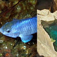 Esta espécie só existe em um pequeno lago do mundo isolado nos desertos dos EUA e ninguém sabe como ela chegou ali 