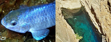 Esta espécie só existe em um pequeno lago do mundo isolado nos desertos dos EUA e ninguém sabe como ela chegou ali 