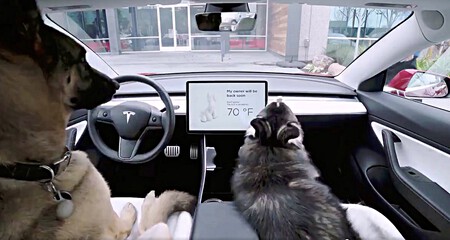 PERROAUTO2
