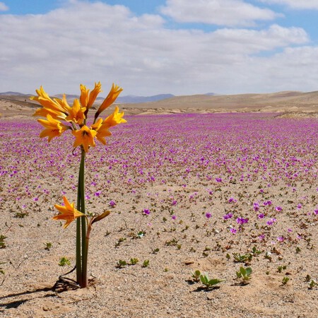 deserto florido