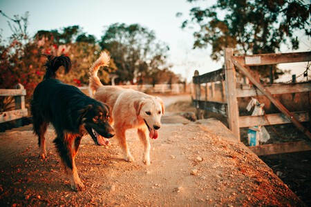 Ley Esterilizar Perros Gatos