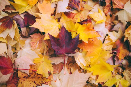 Los siete trastornos de la salud más frecuentes en otoño