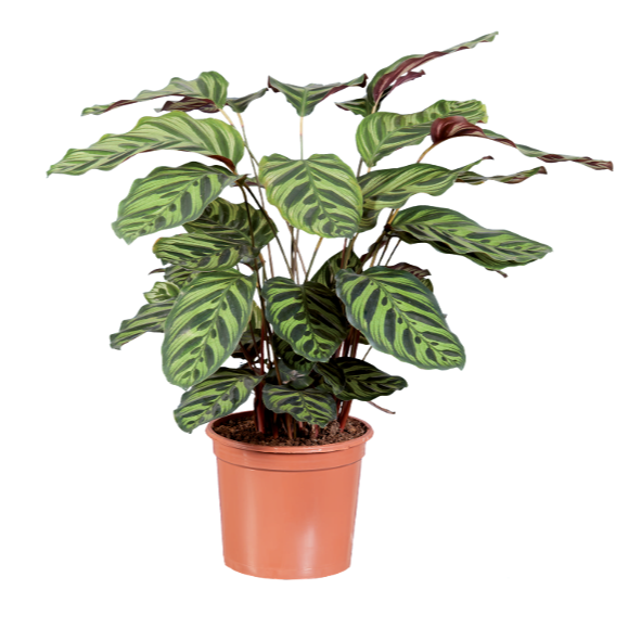 Calathea