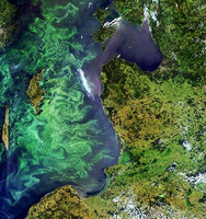 Aumentan las zonas marinas muertas