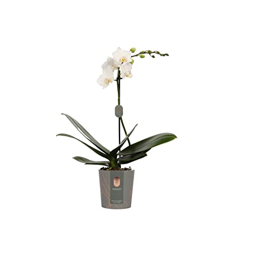 DECOALIVE Orquídea Blanca natural