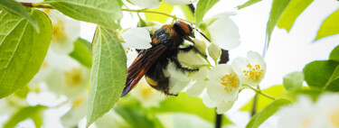 Ni es la avispa asiática, ni es peligrosa: si ves a este enorme insecto cerca no lo molestes a pesar de su tamaño y aspecto