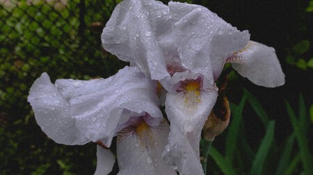 Planta Blanca