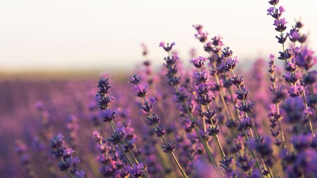 Lavanda