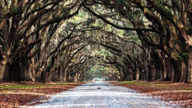 Wormsloe Plantation In Savannah Georgia 6 By Photoshopgirl29 D6dg4cv