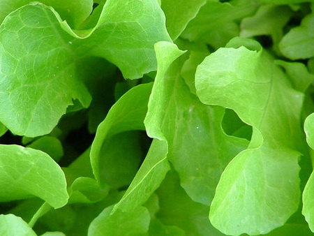 Ahorrar comprando la lechuga sin cortar