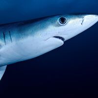 Unos pescadores capturaron a un depredador con 24 filas de dientes: resultó ser una nueva especie