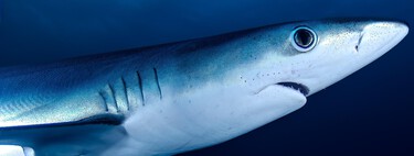 Unos pescadores capturaron a un depredador con 24 filas de dientes: resultó ser una nueva especie