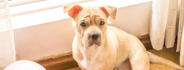 Hugo Fernández, adestrador de cães: "Um cão pode ter uma vida plena em um apartamento, mas é preciso dedicar tempo a ele" 