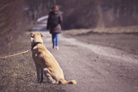Qué hacer si te encuentras perro abandonado