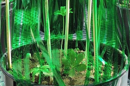 Las plantas toman decisiones estratégicas en función de la competencia