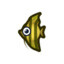 Angel fish