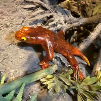 Dos estudiantes descubren una nueva especie de protoanfibio que vivió hace más de 300 millones de años en Estados Unidos 