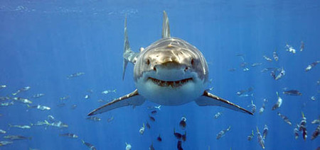 Nadar con tiburones blancos