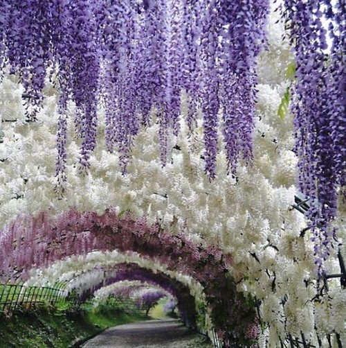 La belleza de las glicinias en Japón supera incluso la de los cerezos