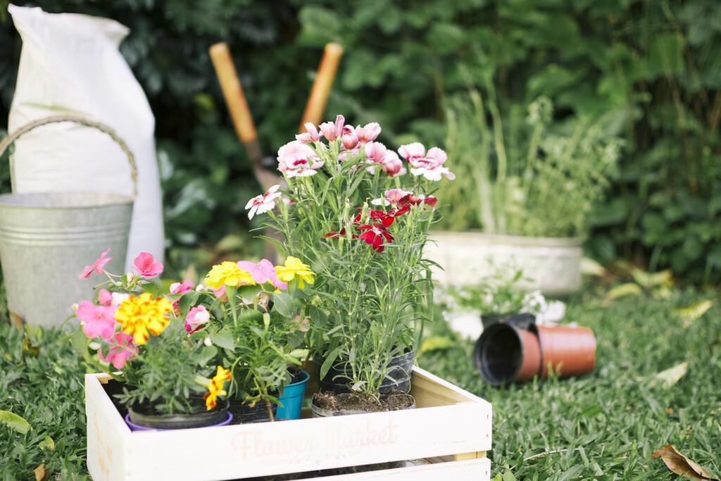 Ni geranios ni pensamientos: estas son las mejores plantas que necesitan poca agua para el verano