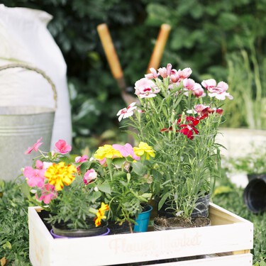 Ni geranios ni pensamientos: estas son las mejores plantas que necesitan poca agua para el verano