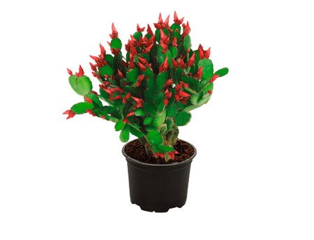 Cactus de Navidad