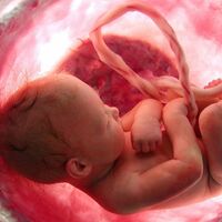 La placenta es un depósito de defectos genéticos que ayuda al bebé a corregirlos o evitarlos