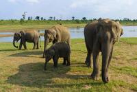 Observando elefantes muy de cerca en Udawalawe, Sri Lanka