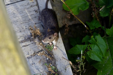 rata