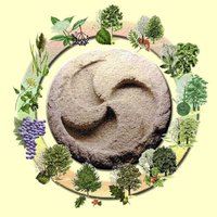 Horóscopo celta: ¿a qué árbol pertenece tu hijo?