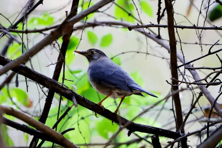 Pexels Dropshado 30868336