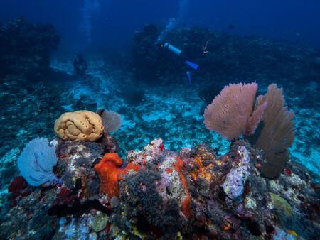 Corales Caribe
