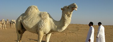 Emiratos Árabes avanza el fin del petróleo: introduce el Impuesto de Sociedades