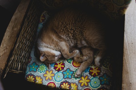 Siete consejos para dormir bien cada noche