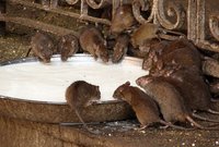 India: El templo de las ratas sagradas