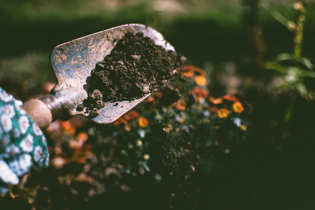 Las plantas que hay que plantar en agosto: sí, este mes también se puede hacer jardinería 