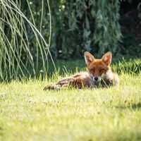 El caso del zorro herido que regresa a sus cuidadores no es tan extraño: ¿Cómo de cerca estamos de domesticar al zorro?