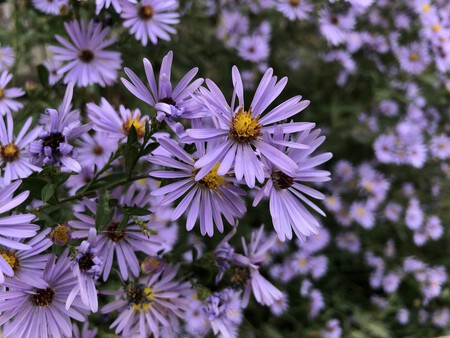 aster