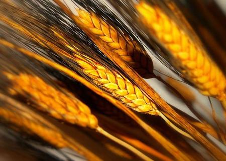 Vivir sin gluten: Día Nacional del Celíaco