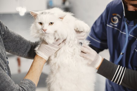 Un gato de visita al veterinario