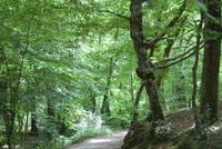 Revive la leyenda del rey Arturo en el bosque de Brocelianda