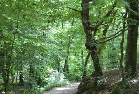 Revive la leyenda del rey Arturo en el bosque de Brocelianda