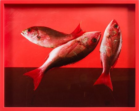 Elad Lassry, fotografía pop