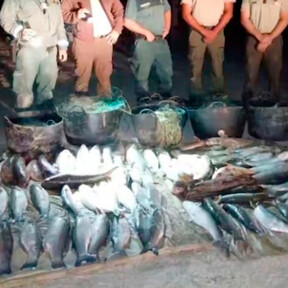 Furtivos en Doñana: el Seprona investiga a cuatro vecinos de Huelva y Sevilla por capturar para su venta más de 500 kilos de pescado en un espacio protegido  