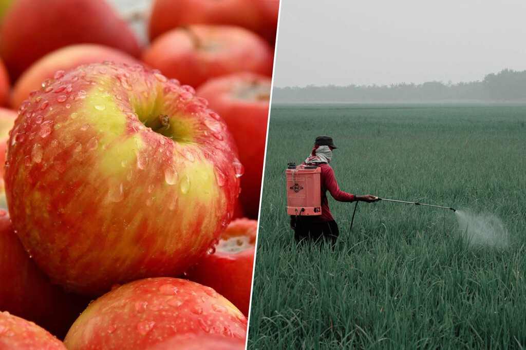 El lado oscuro de las manzanas europeas: el 85% esconde un "cóctel" de pesticidas y PFAS que la normativa actual ignora 