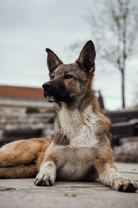cão de Kunming]